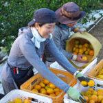 ふるさと納税　指定自治体の解除
