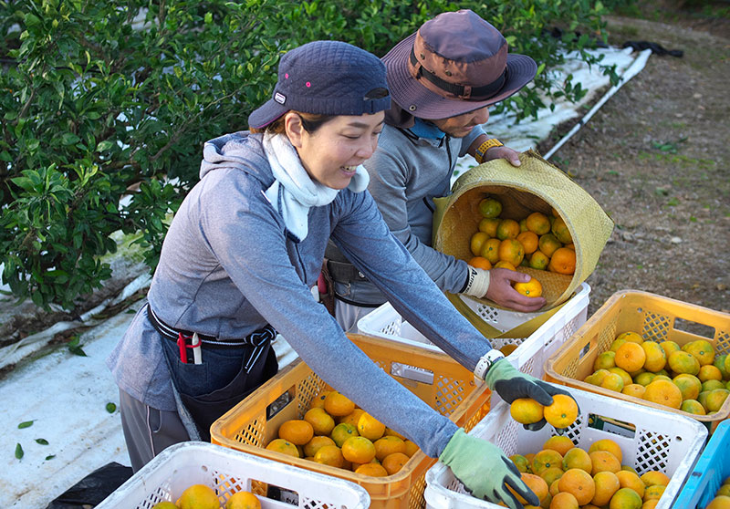 ふるさと納税　指定自治体の解除
